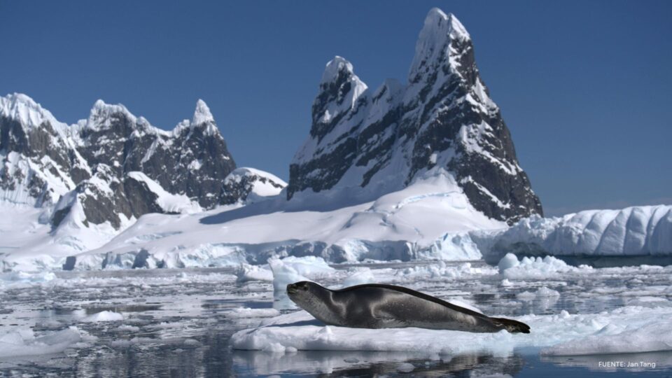 Foto de la costa de Antártica con una foca sobre un hielo flotando