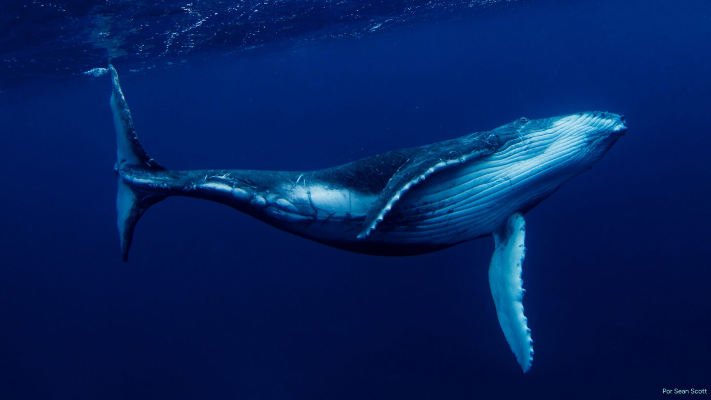 Fotografía submarina de una ballena