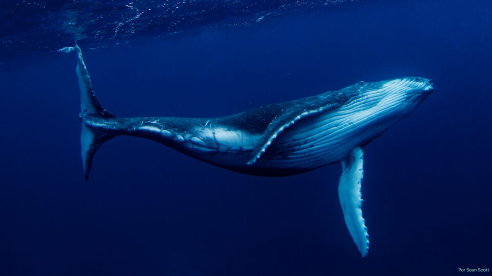 Fotografía submarina de una ballena